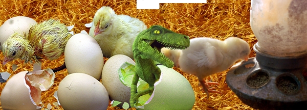 Creation of Newly Hatched Surprise: Step 11